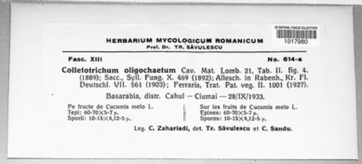 Gloeosporium orbiculare image